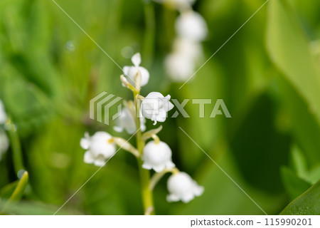 Lily of the valley blooms Lily of the valley blooms 115990201