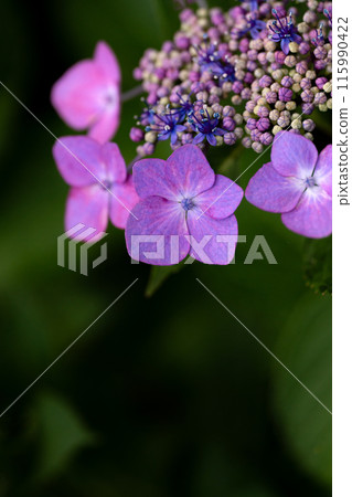 使用微距鏡頭特寫繡球花的花萼 使用微距鏡頭特寫繡球花的花萼 115990422