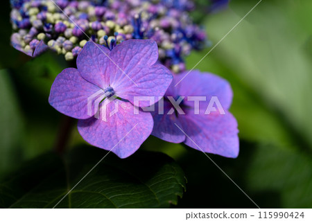 使用微距鏡頭特寫繡球花的花萼 使用微距鏡頭特寫繡球花的花萼 115990424