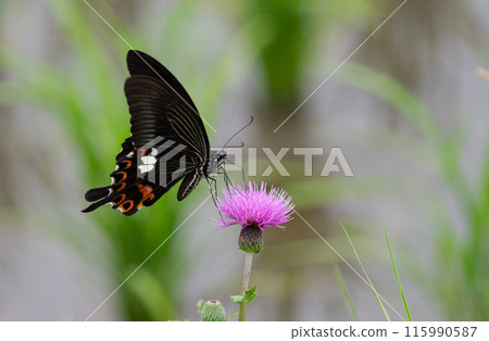 Thistle and Papilio helenus 115990587