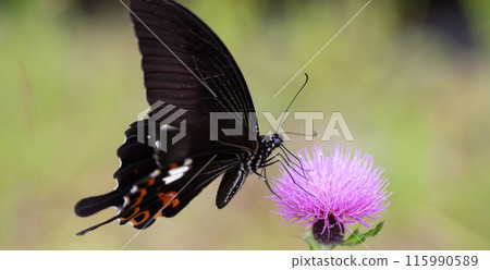 Thistle and Papilio helenus 115990589