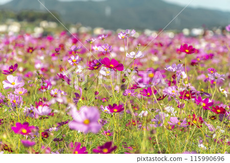 Cosmos swaying in the wind 115990696