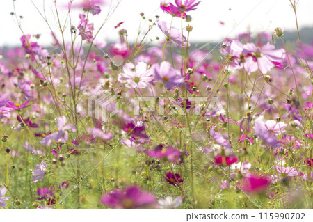 Cosmos swaying in the wind Cosmos swaying in the wind 115990702