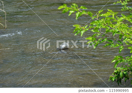 Yuto River Hachioji City Yuto River Hachioji City 115990995