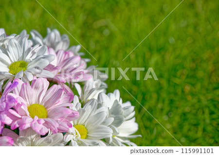 Fresh beautiful white and pink chrysanthemum flowers 115991101