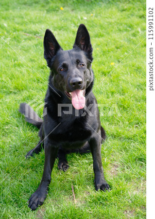 Black German shepherd on a green grass field 115991102