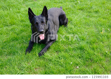 Black German shepherd on a green grass field 115991103