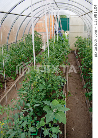 Vegetables grown in a greenhouse 115991104