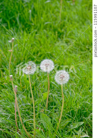 Dandelions on a green field 115991107