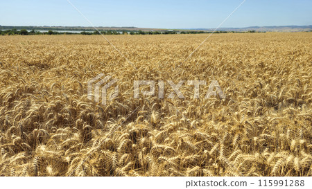 Golden cereal field with ears of rye or wheat, Agriculture farm and farming concept 115991288