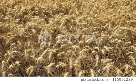 Golden field with ripe rye before harvest, close-up natural background Golden field with ripe rye before harvest, close-up natural background 115991289