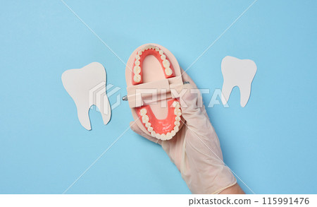 A woman's hand holds an artificial jaw with white teeth on a blue background, oral hygiene. A woman's hand holds an artificial jaw with white teeth on a blue background, oral hygiene. 115991476