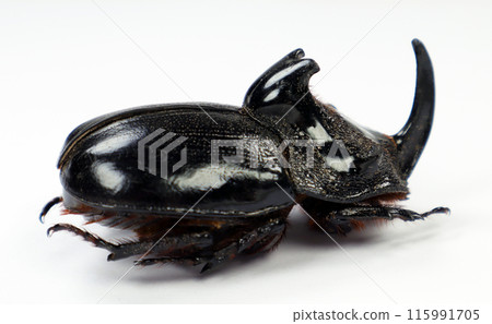 Giant black rhinoceros beetle with long horn Trichogomphus martabani isolated on white close-up macro, Dynastidae, dynastes, collection beetles, insects, entomology 115991705