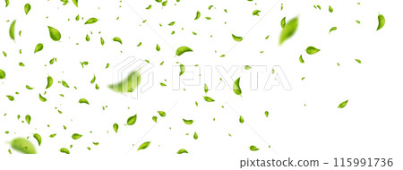 Green flying leaves frame. Wave foliage ornament. Vegan, eco, organic design element. Leaf falling on white banner. Cosmetic pattern border. Fresh tea background. Beauty product. Vector illustration 115991736