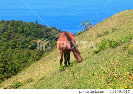 [Miyazaki Prefecture] Cape Toi in fine weather (Misaki horse pasture) 115991917
