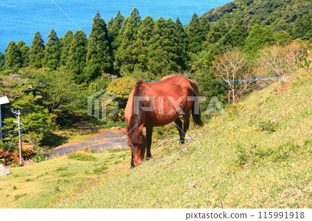 [宮崎縣]好天氣的都井岬（三崎馬牧場） 115991918