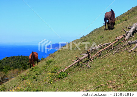 [Miyazaki Prefecture] Cape Toi in fine weather (Misaki horse pasture) 115991919