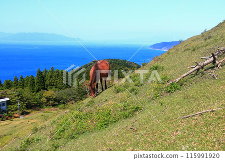 [Miyazaki Prefecture] Cape Toi in fine weather (Misaki horse pasture) 115991920