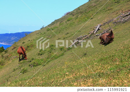 [Miyazaki Prefecture] Cape Toi in fine weather (Misaki horse pasture) 115991921