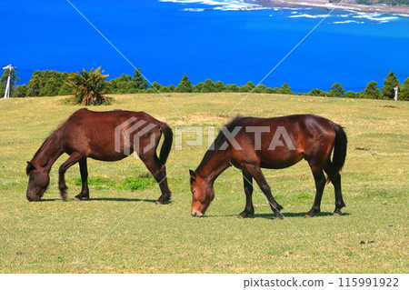 [Miyazaki Prefecture] Cape Toi in fine weather (Misaki horse pasture) 115991922