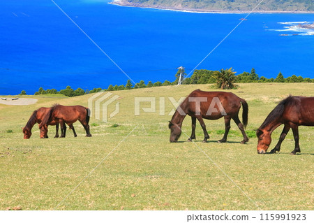 [Miyazaki Prefecture] Cape Toi in fine weather (Misaki horse pasture) 115991923