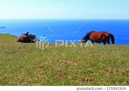 [Miyazaki Prefecture] Cape Toi in fine weather (Misaki horse pasture) 115991924