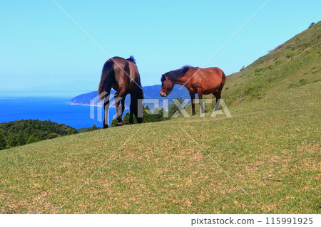 [Miyazaki Prefecture] Cape Toi in fine weather (Misaki horse pasture) 115991925