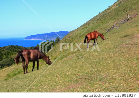 [Miyazaki Prefecture] Cape Toi in fine weather (Misaki horse pasture) 115991927