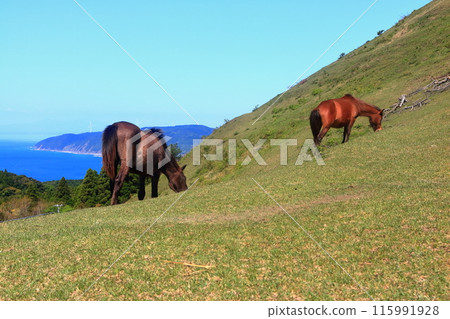 [Miyazaki Prefecture] Cape Toi in fine weather (Misaki horse pasture) 115991928