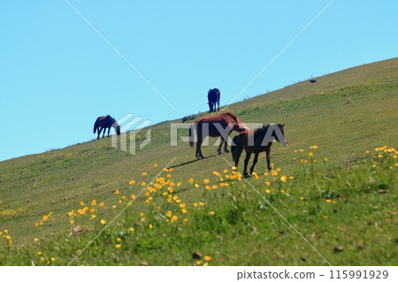 [Miyazaki Prefecture] Cape Toi in fine weather (Misaki horse pasture) 115991929
