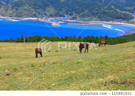 [Miyazaki Prefecture] Cape Toi in fine weather (Misaki horse pasture) 115991931