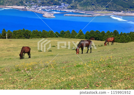 [Miyazaki Prefecture] Cape Toi in fine weather (Misaki horse pasture) 115991932