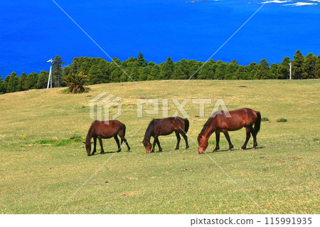 [Miyazaki Prefecture] Cape Toi in fine weather (Misaki horse pasture) 115991935