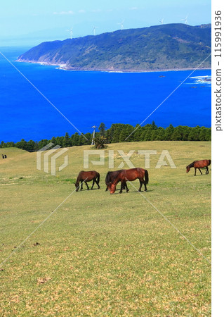 [Miyazaki Prefecture] Cape Toi in fine weather (Misaki horse pasture) 115991936
