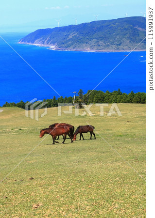 [宮崎縣]好天氣的都井岬（三崎馬牧場） 115991937