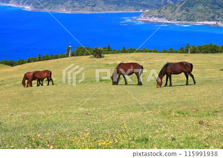 [Miyazaki Prefecture] Cape Toi in fine weather (Misaki horse pasture) 115991938