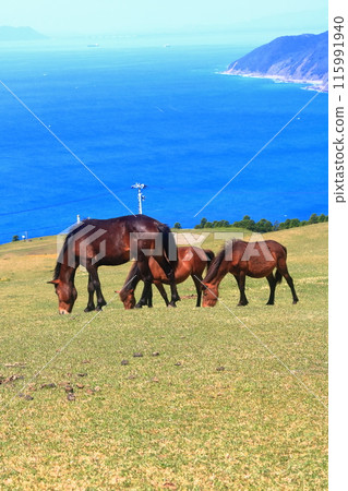 [Miyazaki Prefecture] Cape Toi in fine weather (Misaki horse pasture) 115991940