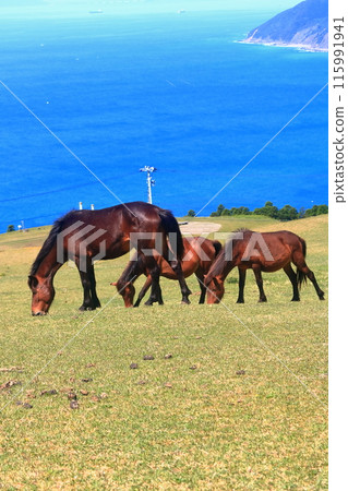 [Miyazaki Prefecture] Cape Toi in fine weather (Misaki horse pasture) 115991941