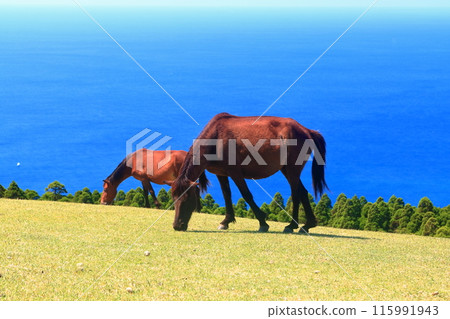 [Miyazaki Prefecture] Cape Toi in fine weather (Misaki horse pasture) 115991943