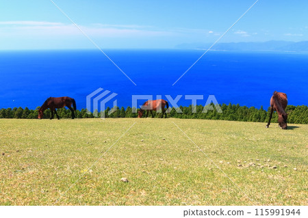[Miyazaki Prefecture] Cape Toi in fine weather (Misaki horse pasture) 115991944