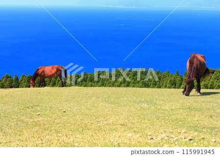 [Miyazaki Prefecture] Cape Toi in fine weather (Misaki horse pasture) 115991945