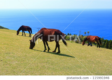 [Miyazaki Prefecture] Cape Toi in fine weather (Misaki horse pasture) 115991946