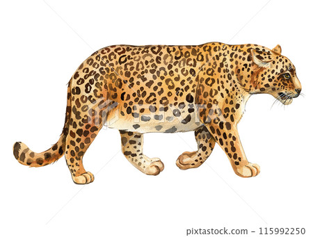 Leopard watercolor isolated on white background, realistic hand-drawn jaguar. African cute animal Wild big cat predator 115992250