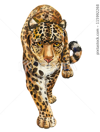 Leopard watercolor isolated on white background, realistic hand-drawn jaguar. African cute animal Wild big cat predator 115992268