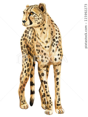 Cheetah watercolor isolated on white background. African wild animal colored drawing, realistic exotic wild cat, zoo 115992273