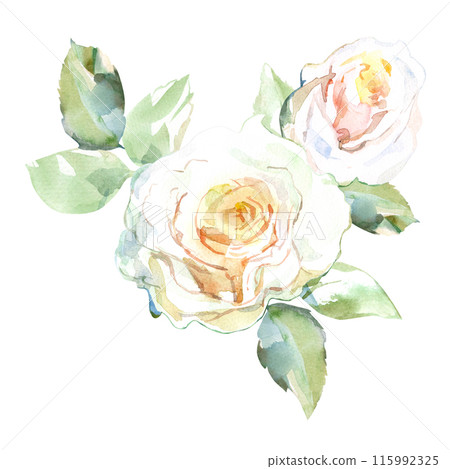 White roses with green leaves in collection garden flowers. Watercolor illustration for wedding floral design of bouquets, wreaths, arrangements, wedding invitations, anniversary, birthday, postcards White roses with green leaves in collection garden flowers. Watercolor illustration for wedding floral design of bouquets, wreaths, arrangements, wedding invitations, anniversary, birthday, postcards 115992325
