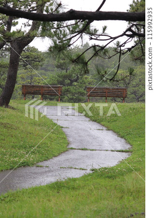 Rain-soaked park bench 115992935