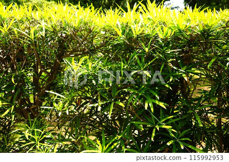 Podocarpus nigra 115992953