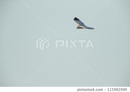 White-eyed male White-eyed male 115992999