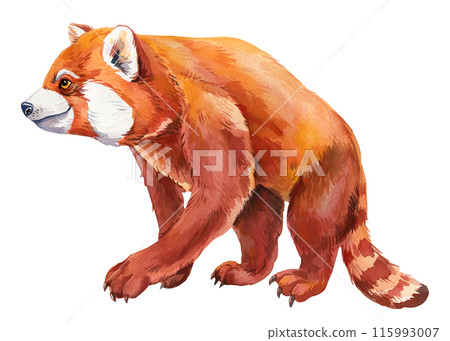 Red panda watercolor, cute animal isolated on a white background. The cat bear is drawn, Fluffy red panda illustration. 115993007